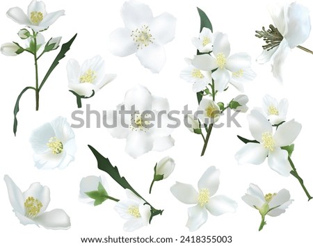 illustration with jasmine flower branches isolated on white background