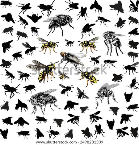 illustration with fly and wasp silhouettes isolated on white background