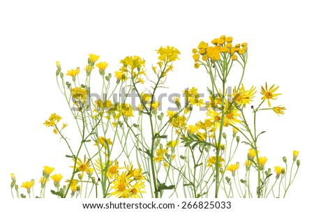 Similar – Image, Stock Photo Flowering field with tansy and various flowering plants as an insect paradise, in the background an old building and trees
