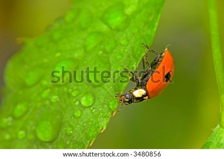 Small ladybird on the green leaf with great number of drops