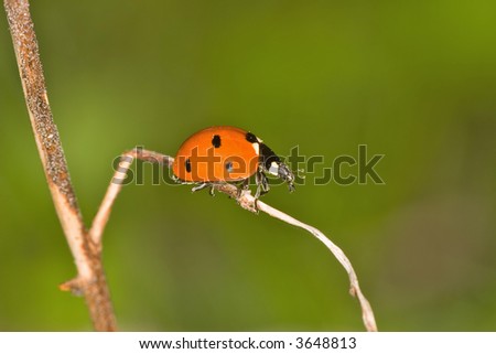 Small ladybird with seven points on the dry blade of grass