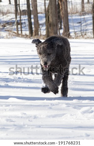 A silver Standard Poodle runs through the snow