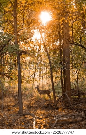 Similar – Foto Bild Kurz nach Sonnenaufgang im Wald