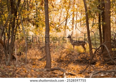 Similar – Foto Bild Kurz nach Sonnenaufgang im Wald