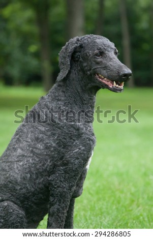 An older, male blue standard poodle sits in the bright summer grass.