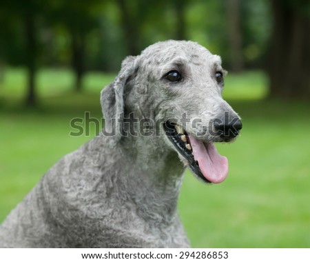A young, male silver Standard Poodle sits outside in the summer grass.