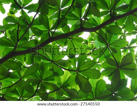 leaves with  back lighting