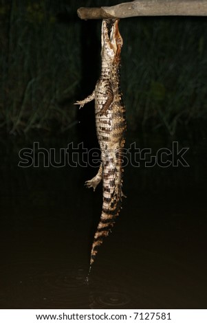 nasty dwarf caiman. It felt cornered and it plunged and re-plunged in the water many times without releasing the stick.