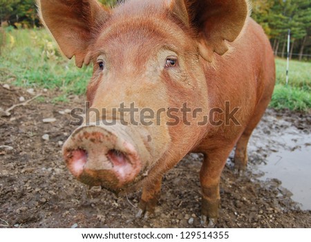 This pig has a sorrowful expression on his face, as if to say \