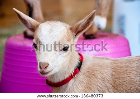 A 2-week old goat kid is wearing a small red collar. A sibling goat stands on a pink bucket in the background.