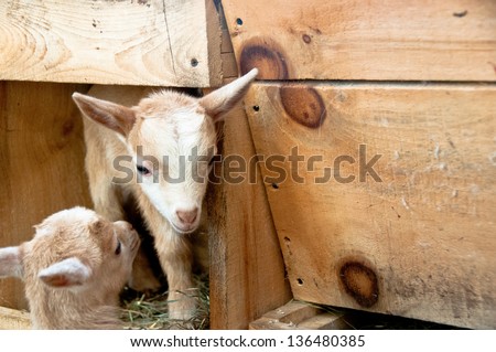 A pair of two-week old brown kids plays in a wooden box in a barn.
