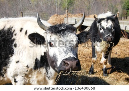 A pair of Randolph cows, a heritage breed from Vermont, stands in the pasture, wondering what the excitement is about.