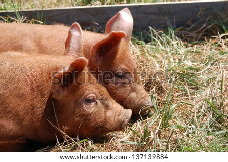 A pair of tawny Tamworth piglets snuggle as they nap in a grass pasture.  A wooden fence is in the background.