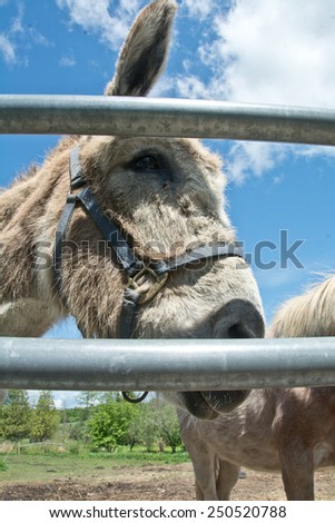 A donkey looks through the gap in the gate on a Vermont farm.
