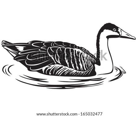 Image of a wild goose floating on water