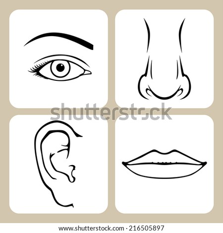 Contour Image Of Nose, Eye, Mouth, Ear Stock Vector Illustration ...