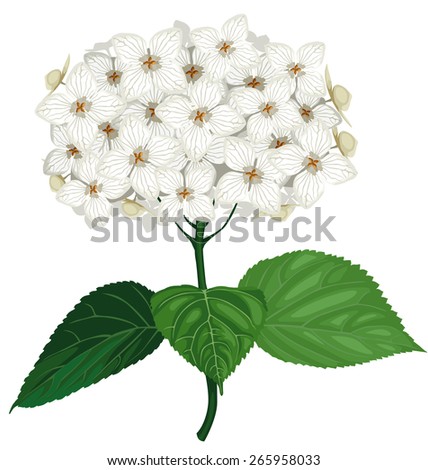 Vector illustrations of white hydrangea flower