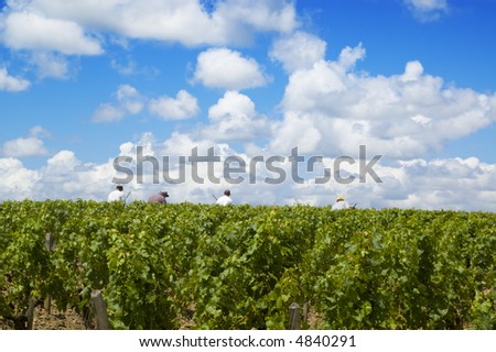 Four vineyard workers in france