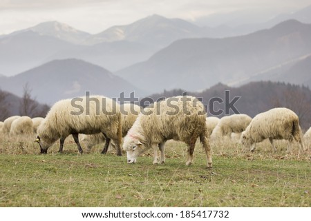 Flock of sheep pastures in Slovak mountains.