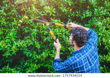 Gardener hedge trimming or rip bush with grass shears gardening scissors activity working during stay home at backyard. Stockfoto © 