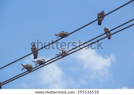 Pigeon On Electric Cable with cloud and blue sky, bird shit problem in the city concept