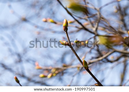 Buds on a tree at the spring time