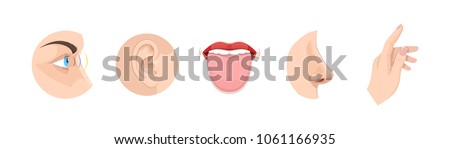 Set of human anatomy organs, biology, body structure. Human organs. Smell of nose, eye sight, ears, touch of skin, body, taste of tongue. Perception of environment, sensations. Vector illustration.