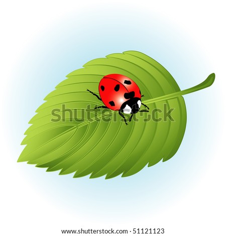Ladybird on leaf. Vector.