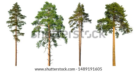 Similar – Image, Stock Photo needles Tree