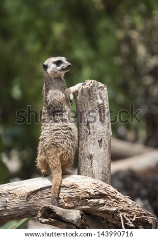 Meerkat on watch, keeping safe guard for the rest of the family