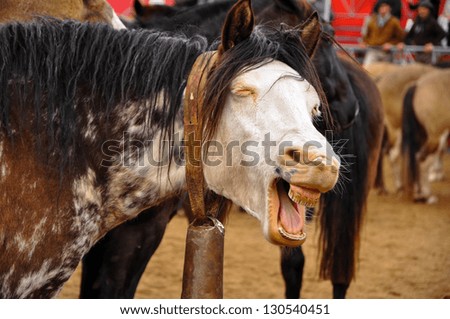 A funny looking horse that appears to be laughing.