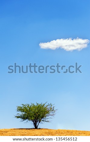 A single tree with a blue sky and a single cloud