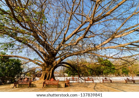 Large tree in the plaza in front of the church in Chiapa de Corzo in Chiapas, Mexico