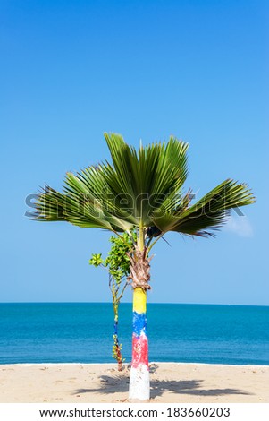 Small palm tree in Tolu, Colombia with the colors of the Colombian flag on the trunk