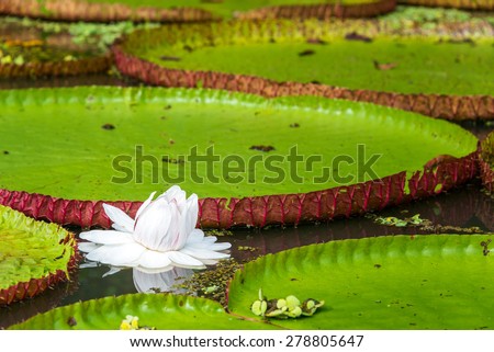 Flower of the Victoria Amazonica, or Victoria Regia, the largest aquatic plant in the world in the Amazon Rainforest in Peru