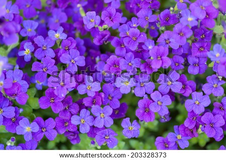 Carpet of tiny dark purple blossoms of Aubrieta better known as Aubretia&