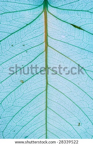Motton blue decorative leaf background.