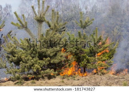 Wild bush vegetation in fire
