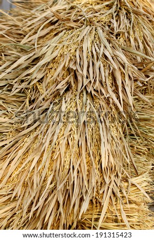 close-up of rice straw and rice grain in rice field.