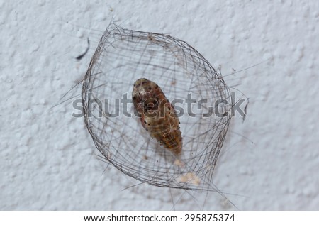 Closeup photo of Pupa of Moth on the wall