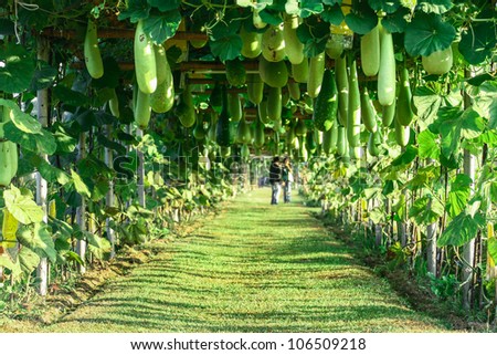 Wax Gourd In Green Vegetable Garden, Chiang Mai, Thailand Stock Photo ...