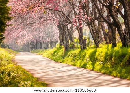 Similar – Foto Bild Kirschblüten im Detail