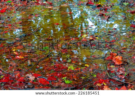 Image of a vibrant colourful puddle in the middle of a hiking trail surrounded by red leaves