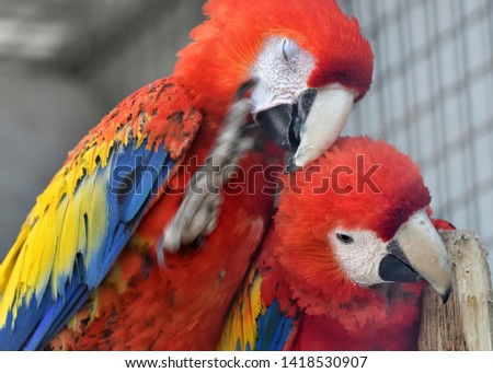 Intimacy among Scarlet macaw (Ara macao) parrots, the national bird of Honduras Foto d'archivio © 