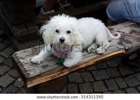 Dog (Bichon Frise) in the beer garden