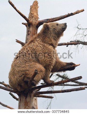 Climbing Himalayan brown bear (Ursus arctos isabellinus) sometimes ...