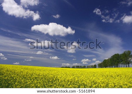 Yellow flowers and the blue sky - canola fields in Poland