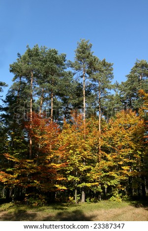 Autumn in forest - colorful deciduous trees and green coniferous trees (pines)