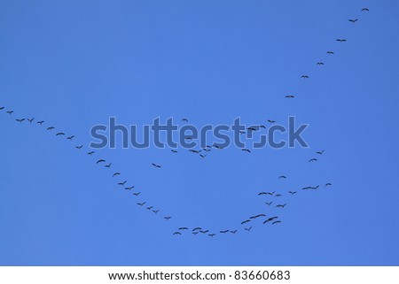 Migrating birds forming a V formation. Ornithology concept.