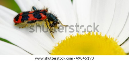 Similar – Image, Stock Photo lonesome beetle Insect